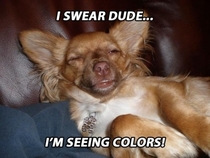 Pic #6 - If dogs got high