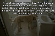 Pic #6 - Life Hacks for Dogs Bark Yeah