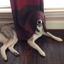 Pic #6 - Pets who completely suck at hide and seek