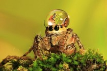 Pic #6 - Some spiders wear water drops as fancy hats