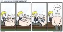 Pic #6 - The adventures of business cat