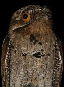 Pic #6 - The Potoo bird always looks like it saw something horrifying