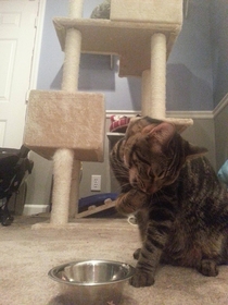 Pic #7 - Every time I feed my cat tuna he eats it with his paws