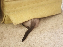Pic #7 - Pets who completely suck at hide and seek