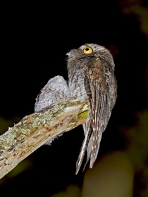 Pic #7 - The Potoo bird always looks like it saw something horrifying