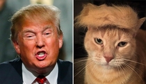 Pic #7 - Things Donald Trump looks like