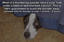 Pic #8 - Life Hacks for Dogs Bark Yeah