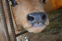 Pic #8 - Made a friend at a farm today