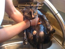 Pic #8 - When cats need baths