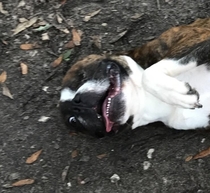 Pic I took of my dog after he had sex the first time Got both dogs fixed right after