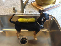Pickle for scale