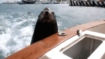 Picky sea lion doesnt want fish