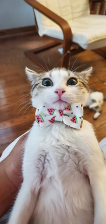 Pico was not too thrilled trying on a bow tie for the first time