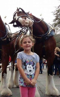 Picture with a horse