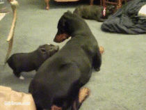 Pig Playing with Dog