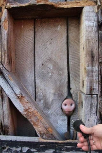 Pig Socket