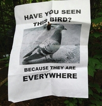 Pigeon awareness