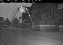 Pigeon caught exceeding speed limit with kmh in Germany