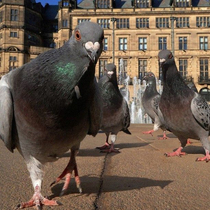 pigeon gang pigeon gang pigeon gang