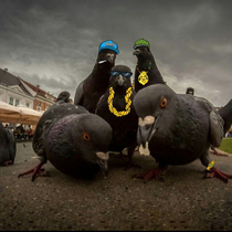 pigeon gang pigeon gang pigeon gang