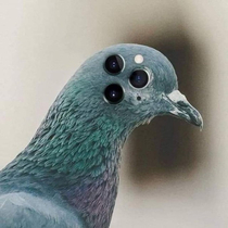 Pigeon  pro max