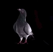 Pigeon slow-motion vertical takeoff