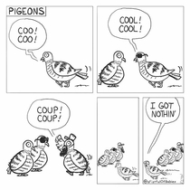 Pigeons 