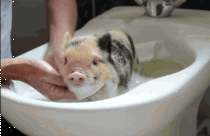Piggy bath