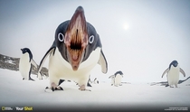Pingu destroyer of worlds
