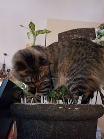 Pinterest told me to put forks in my planters to deter cats
