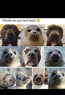 Pit Bulls are just land seals