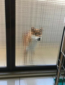 Pixel dog