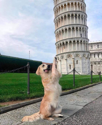 Pizza Pup