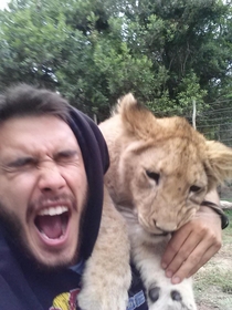 Play with the baby lions they said it will be fun they said