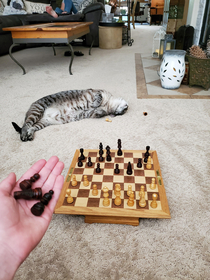 Playing chess with my cat right now Im winning