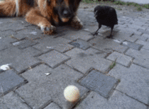 Playing with a dog and crow