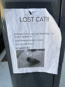 Please help me find this cat Probably lost and scared 