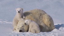 Polar Bear Mom amp Cubs