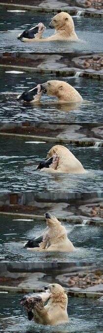 Polar bears new friend