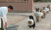 police dogs in china wait for dinner