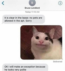 Polite cat