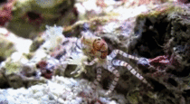 Pom-pom Crabs wave around stinging sea anemones in their claws to protect themselves against predators 