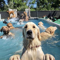 Pool Party