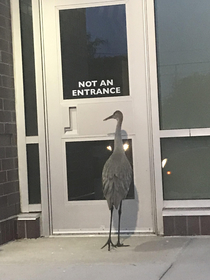 Poor Crane wants an education but is Illiterate 