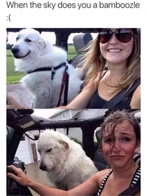 Poor doggo