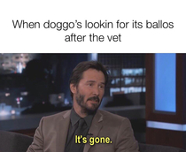 Poor doggo