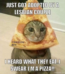 Poor kitty