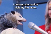 possum humor