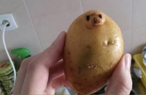 Potatoe or seal