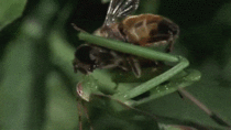 Praying mantis eats bee alive